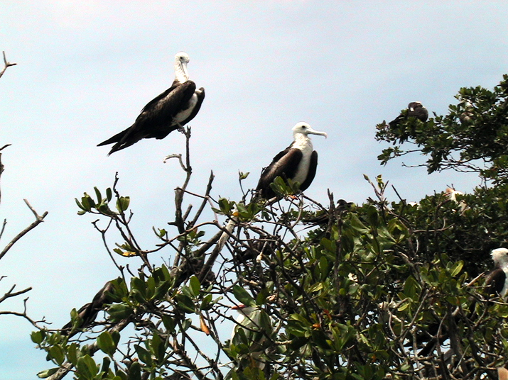 25 - Mangrove 053.jpg